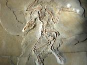 English: Archaeopteryx lithographica, specimen displayed at the Museum für Naturkunde in Berlin. (This image shows the original fossil - not a cast.) Deutsch: Archaeopteryx lithographica, Exemplar im Museum für Naturkunde in Berlin. (Dieses Bild zeigt das