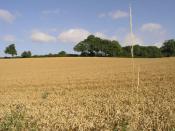 English: Tall Grass. This grass at the side of this field of ripe wheat towers above the trees in the distance.