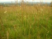 English: Tall grass growing wild at Lyme Park. Category:Plant images