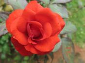 മലയാളം: Red rose