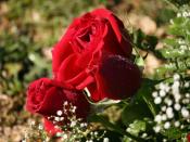 English: Red Roses By Sasukekun22