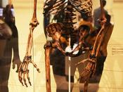 Neanderthal male adult - Smithsonian Museum of Natural History - 2012-05-17