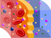 Scheme of semipermeable membrane during hemodialysis, where red is blood, blue is the dialysing fluid, and yellow is the membrane.