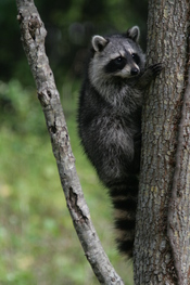 English: Racoon clinging to a tree in Hugh Taylor Birch park in Fort lauderdale, Florida.