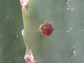 English: Stage 2 of prickly pear cycle