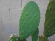 English: Stage 5 of prickly pear cycle