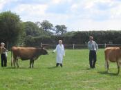 Jersey cattle being judged at the West Show, St. Peter, Jersey Image created by User:Man vyi on 1st May 2005 Category:Images of Jersey