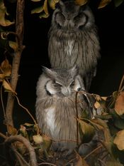Northern White-faced Owl (Ptilopsis leucotis)