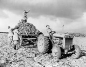 Members of the British Women's Land Army harvesting beets. A woman is driving the Fordson tractor in the foreground, while three others with pitchforks are loading the beets on the truck behind the tractor.