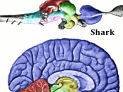 English: Main regions of the vertebrate brain, shown for a shark and a human brain (the human brain is sliced along the midline). The two brains are not on the same scale.