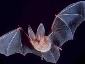 Big eared townsend bat (Corynorhinus townsendii)