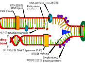 Chinese version of Image:DNA replication.svg.