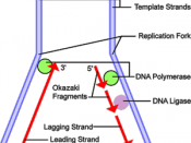Lagging strand during DNA replication