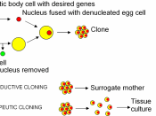 en: Reproductive and therapeutic cloning english diagram / de: Reproduktives und therapeutisches Klonen mit englicsh Text / Somatic body cell with desired genes, Nucleus fused with enucleated egg cell, Clone, Egg cell, Nucleus removed, REPRODUCTIVE CLONIN
