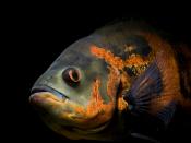 English: Oscar (Astronotus ocellatus), a popular aquarium fish from South America. Français: Oscar (Astronotus ocellatus), un poisson d'eau douce d'Amérique du sud, très prisé pour l'aquarium.