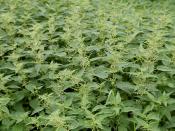 English: Stinging nettles (Urtica dioica).