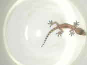 Gecko in a Cup