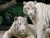 Singapore Zoological Gardens White Tigers.