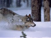 Yellowstone wolf running in snow in Crystal Creek pen (Original text: A newly released and collared wolf in Yellowstone National Park crashes through the snow.) http://www.montanapbs.org/Terra/episode101/pressroom/