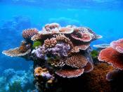 English: A variety of corals form an outcrop on Flynn Reef, part of the Great Barrier Reef near Cairns, Queensland, Australia.