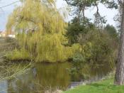 English: A willow tree by the water next to The Valance