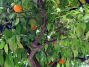 Sevilla has orange trees everywhere.