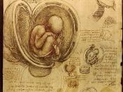 English: Studies of Embryos by Leonardo da Vinci (Pen over red chalk 1510-1513) Français : étude anatomique du foetus dans l'uterus, par Léonard de Vinci (1510-1513, Plume, encre sur papier) Cette célèbre étude montre un foetus âgé de 4 mois. Outre l'imag