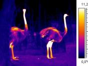 Thermogram image of two ostriches