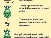 Mast cells are involved in allergy. Allergies such as pollen allergy are related to the antibody known as IgE. Like other antibodies, each IgE antibody is specific; one acts against oak pollen, another against ragweed.