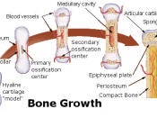 Bone growth source: http://training.seer.cancer.gov/module_anatomy/unit3_3_bone_growth.html