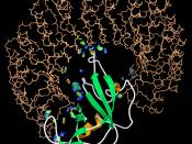 English: Ribonuclease-inhibitor protein grabbing and surrounding the ribonuclease A enzyme (from PDB file 1DFJ). The enzyme is shown as a ribbon diagram, the inhibitor as main chain in gold, and the atomic interactions as patches of all-atom contact dots.