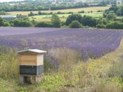 English: Beehive, Alton, Hampshire The famous win-win situation. By having bees on site, the lavender has an increased oil yield, plus there is honey production. http://www.blossomtoharvest.com/index.html?crop.html?Apple