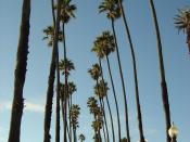 Washingtonia robusta trees line Ocean Avenue in Santa Monica, California.