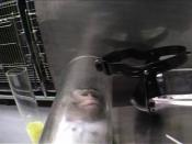 Monkey in a restraint tube in a Covance lab in Vienna, Virginia, filmed undercover by People for the Ethical Treatment of Animals.