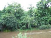 Kumar Dhara River and Forest