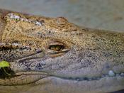 Crocodylus porosus - Saltwater Crocodile at Dundee Wildlife Park, Murray Bridge, South Australia