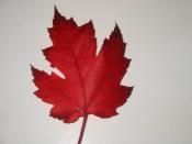 Canadian maple leaf Acer rubrum