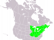 Range map for Acer saccharum in North America