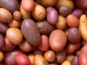 English: Different potato varieties. – The potato is the vegetable of choice in the United States. On average, Americans devour about 65 kg of them per year. New potato releases by ARS scientists give us even more choices of potatoes to eat. Deutsch: Vers