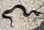 English: Water moccasin / cottonmouth