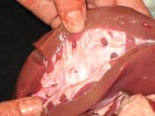 A pig's (Sus scrofa domestica) kidney (ren) opened