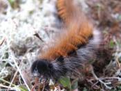 English: A caterpillar having dinner This approximately 8 centimetres long and very hairy caterpillar was found sampling a cluster of reindeer moss. For an image of reindeer moss see > TG4821; for a close-up view of reindeer moss see > TG4821