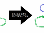 English: Diagram showing homologous recombination of a cointegrate plasmid containing the Tn3 transposon. This is an important part of the replication of this transposon, which itself has a role of the spread of antibiotic resistance genes.