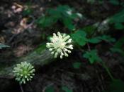Wild Leek (Allium tricoccum)