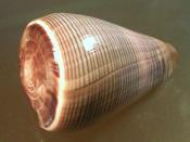 English: Conus buxeus loroisii Kiener, 1845, a conus snail from the family Conidae Category:Conidae