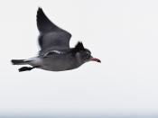 A Heermann's Gull flying over Morro Strand State Beach, Morro Bay, California, USA.