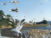 Western Seagulls (Larus occidentalis) in Morro Bay, California