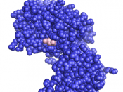 Space-filling model of the PTEN protein (blue) complexed with tartaric acid (brown).
