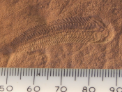Spriggina may be one of the predators that led to the demise of the Ediacaran fauna
