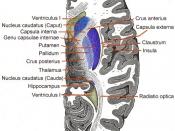 Horicontal section through Telencephalon. Basal ganglia blue.